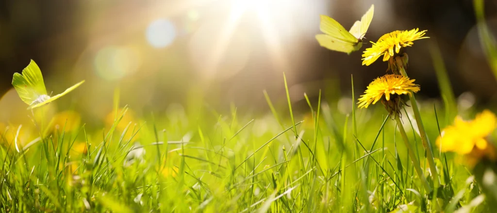 Summer scene with grass and flowers